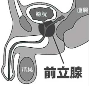 前立腺の場所・肛門内のイラスト