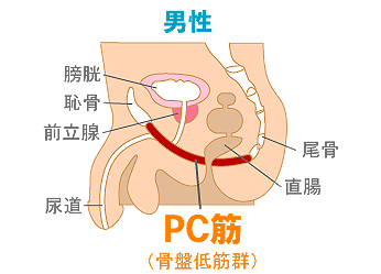前立腺の位置の図解